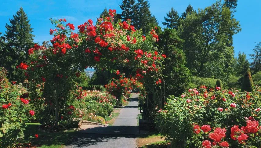 More than 10,000 individual rose bushes bloom in the International Rose Test Garden (IRTG) from late May through October, representing over 610 different rose varieties.