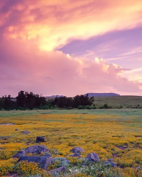 Representing Oklahoma is a view of thousands of yellow wildflowers in an open field at sunset.
