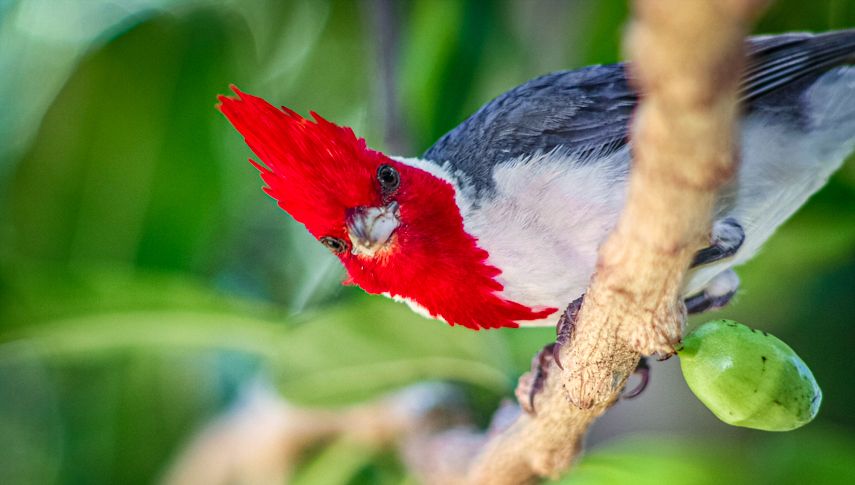 Portrait of Red-crested Cardinal perching on branch in Honolulu, Hawaii where PS&D hires physicians.
