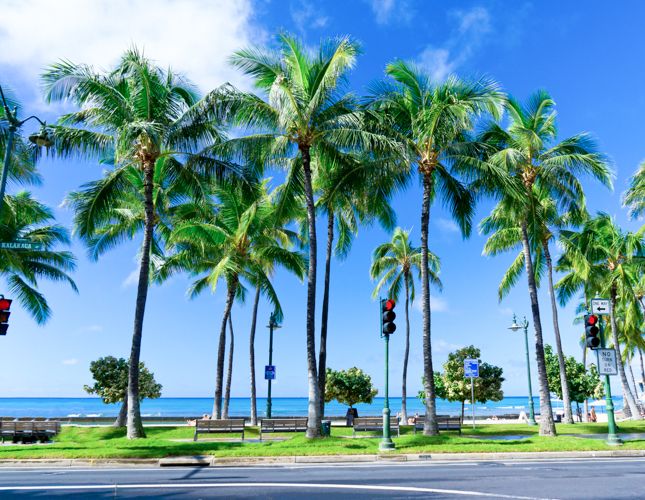 Sunny day with palm trees in Palms in Honolulu, Hawaii where PS&D hires physicians.
