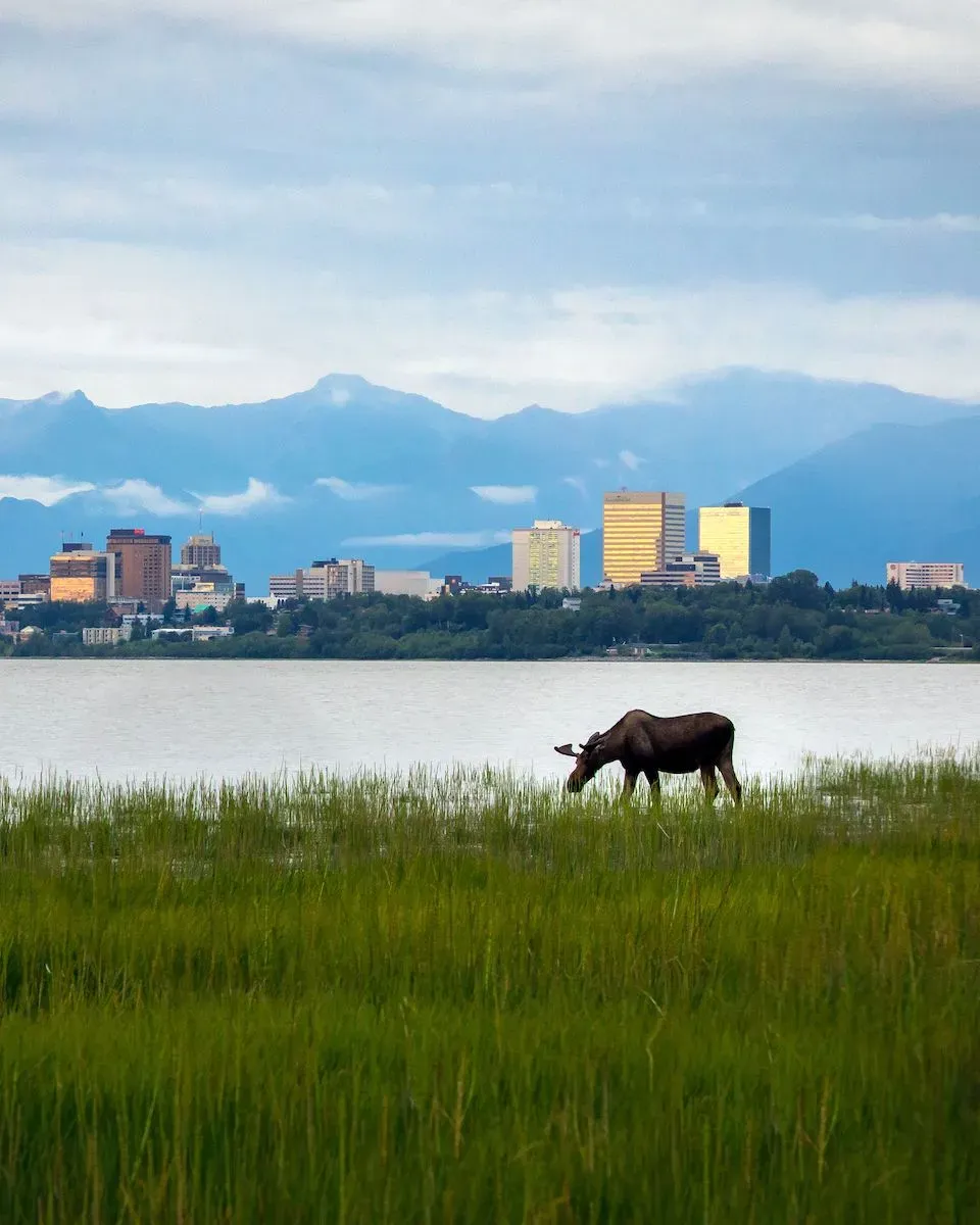 A large brown moose foraging grass and in the background a view of downtown Anchorage, Alaska in the spring. 