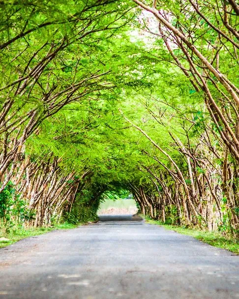Representing South Carolina is a tunnel made of trees down a long road.