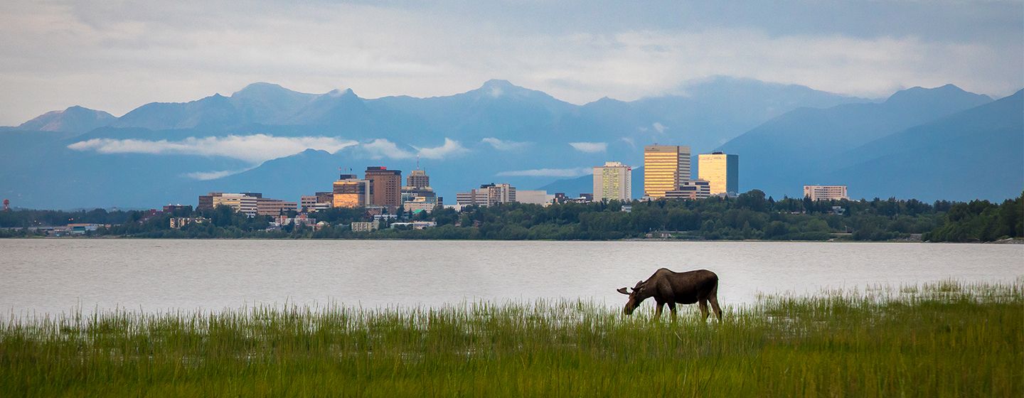 Downtown view of Anchorage, Alaska with a moose grazing in the foreground.