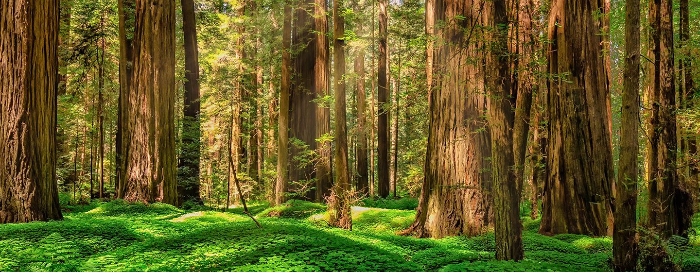 Redwoods in Eureka, California.