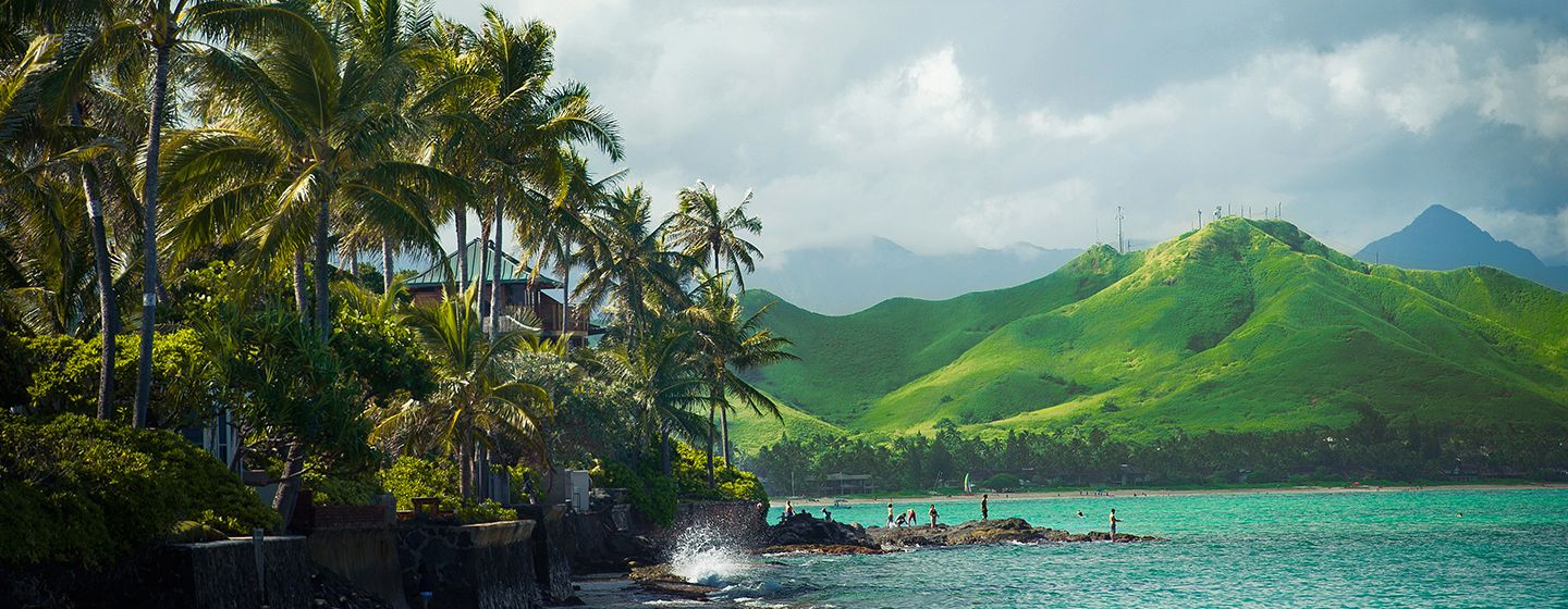 Tropical trees surrounded by green rolling mountains in front of the ocean in  Honolulu, Hawai'i. 