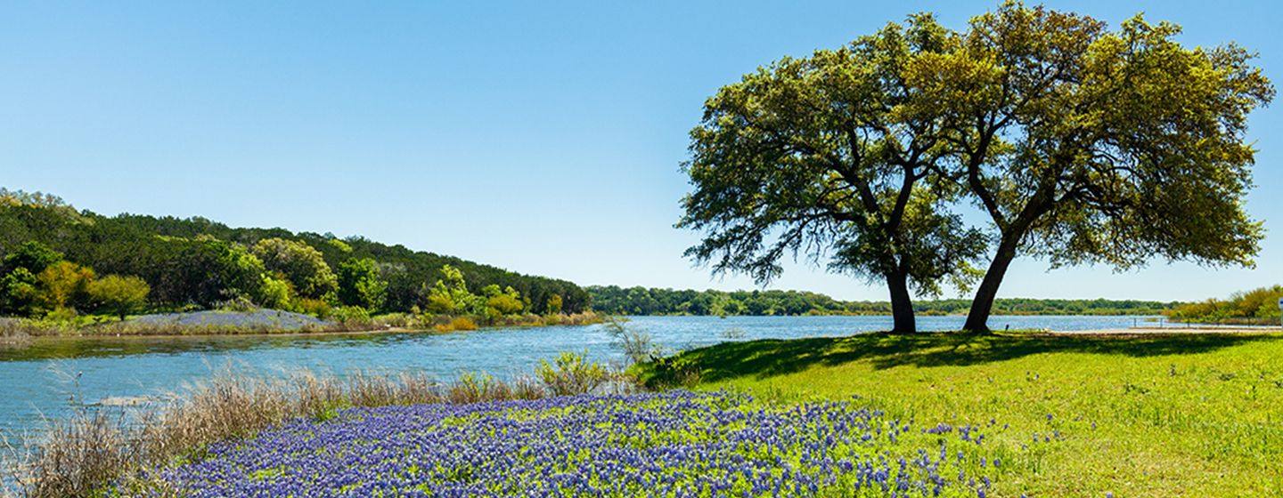 Grassy meadow with a tree and small purple flowers next to a river in Lubbock, Texas.