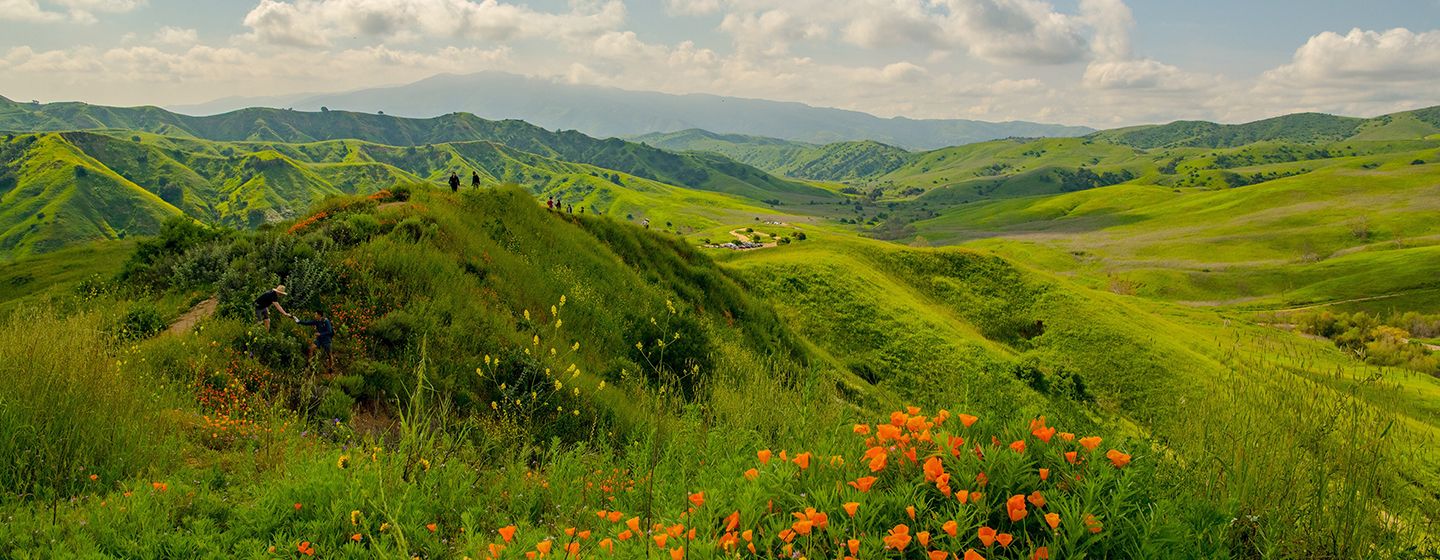 Grassy field with orange flowers in Orange, California.