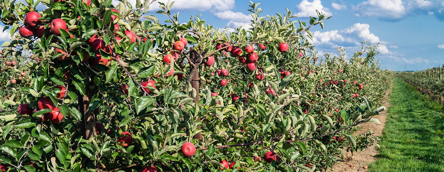 Cherry farm in Richland, Washington.