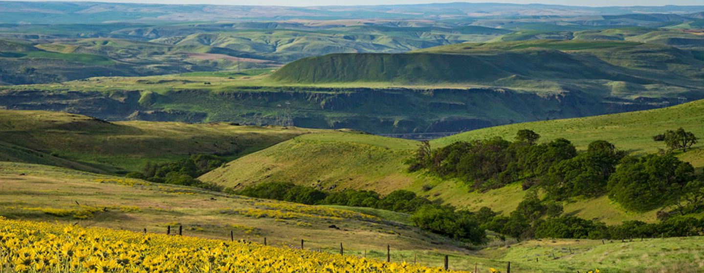 Green grassy meadows and hills in Richland, Washington.