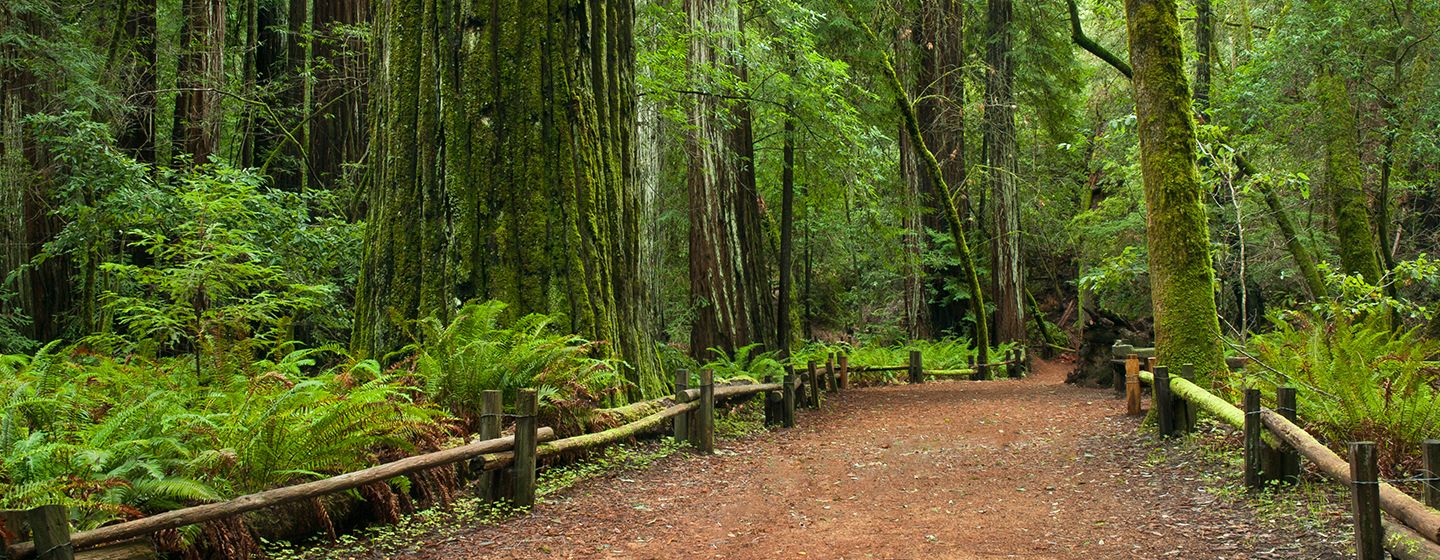 Trail pathway surrounded by tall trees in a forest in Santa Rosa, California.