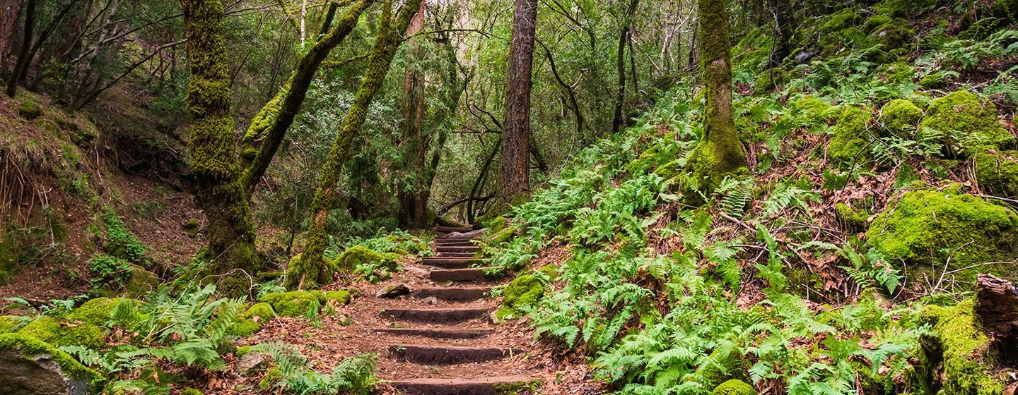 Lush green hiking trail in a forest in Santa Rosa, California.