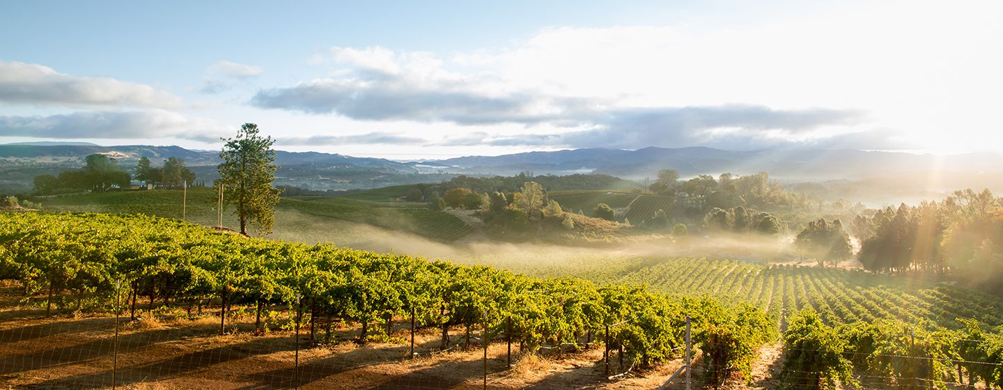 Wine vineyards in Santa Rosa, California.