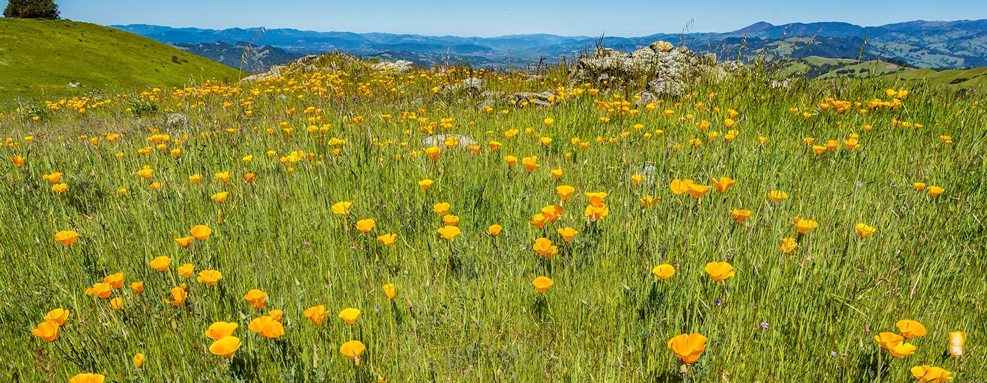 A grassy meadow with little orange flowers throughout Wine vineyards in Santa Rosa, California.