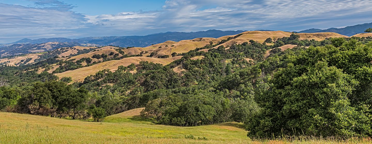 Hills and meadows with trees and a cloudy background in Santa Rosa, California.