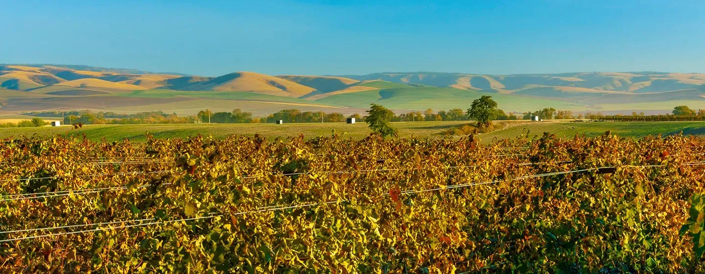 Grassy meadow and hills surrounded by trees in Walla Walla, Washington at sunset.