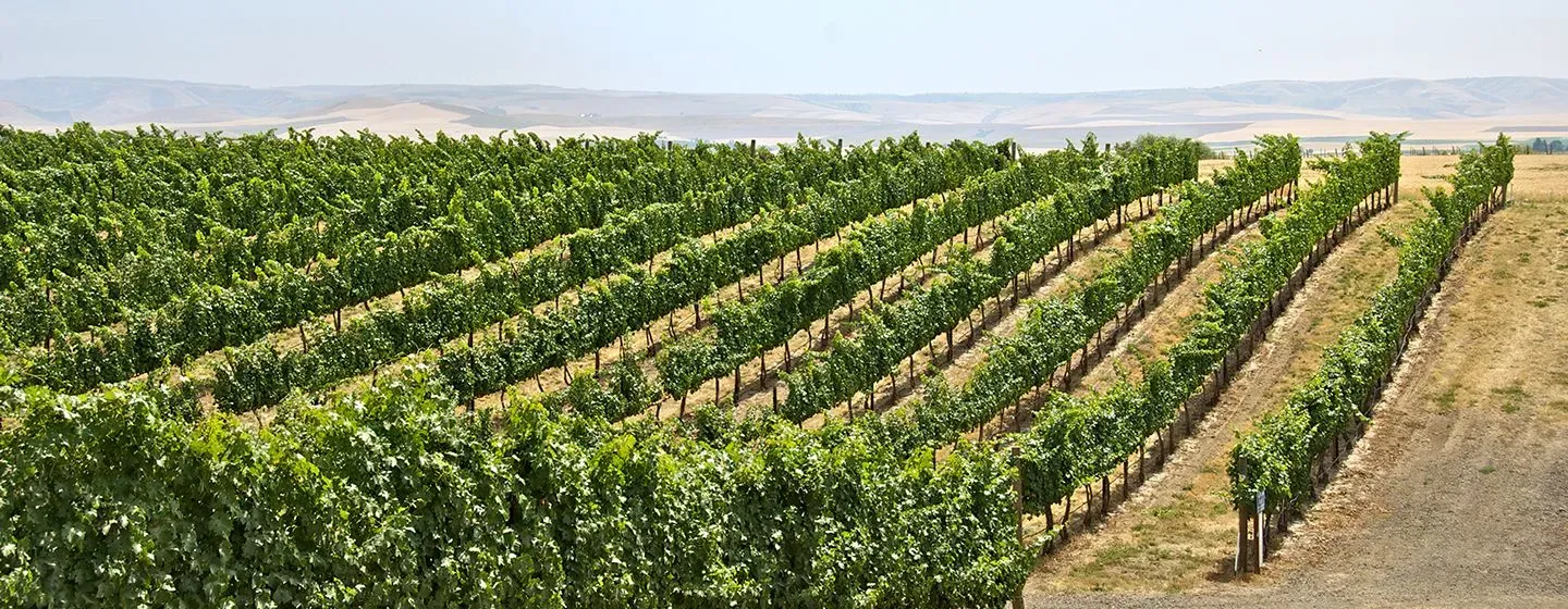 Vineyard farm in Walla Walla, Washington.