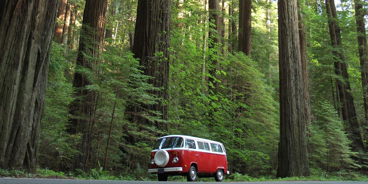 Tall redwood trees surround a red and white VW van.