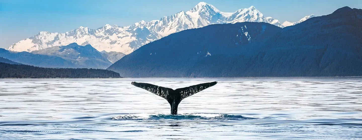 The tail of a whale as it goes down into the river in Alaska.