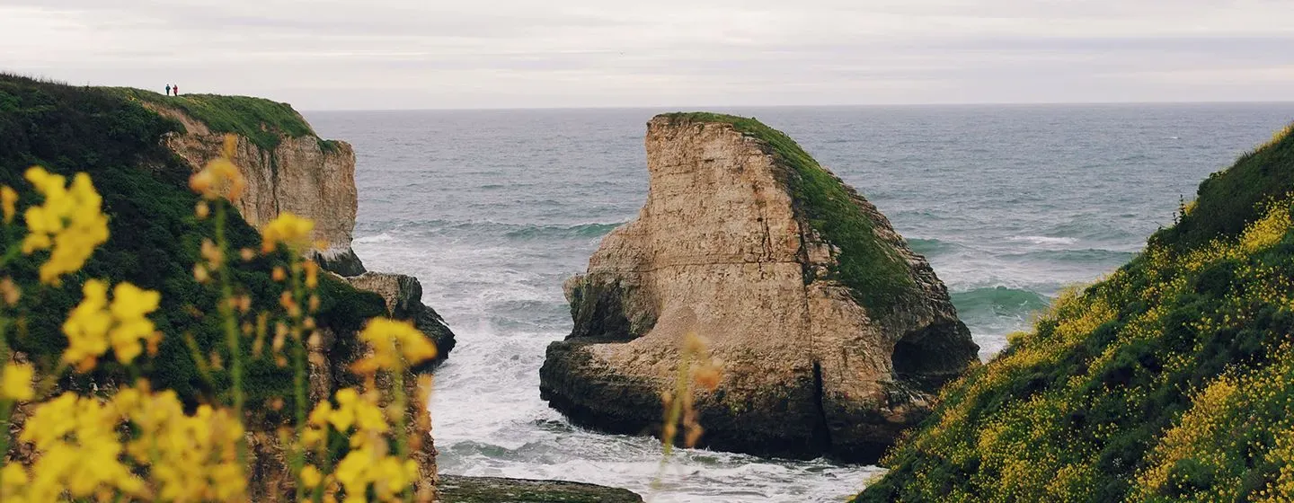 The coast of California with cliffs and flowers with the Pacific Ocean in the background.