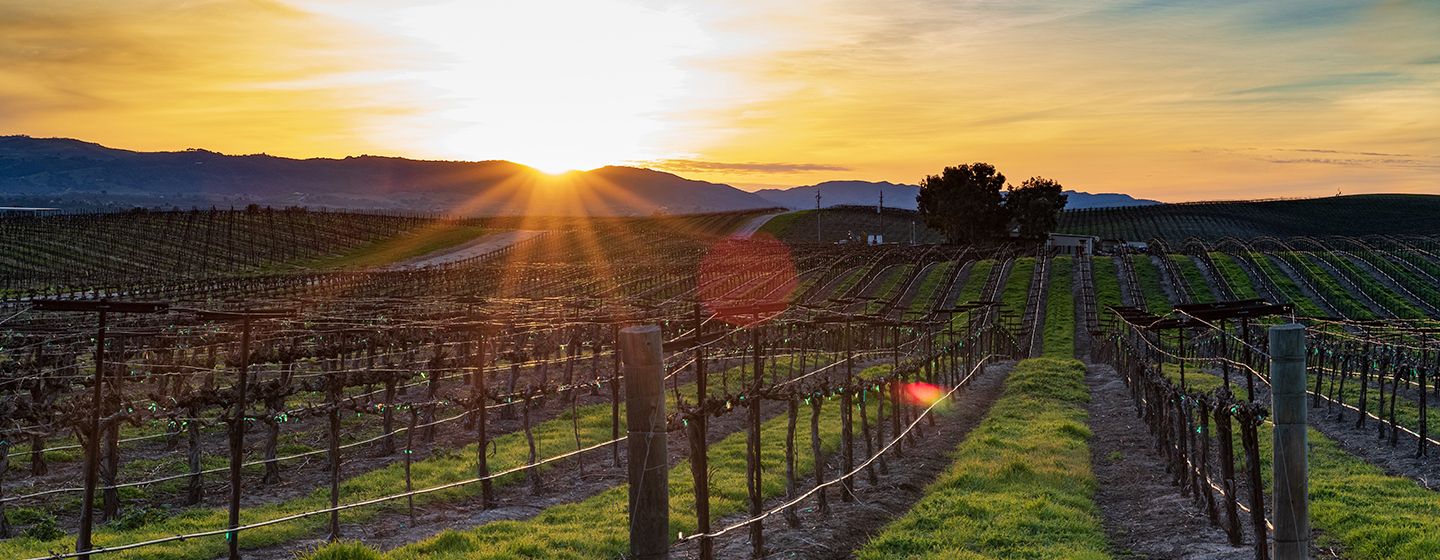 Napa Valley vineyard at sunset in California.
