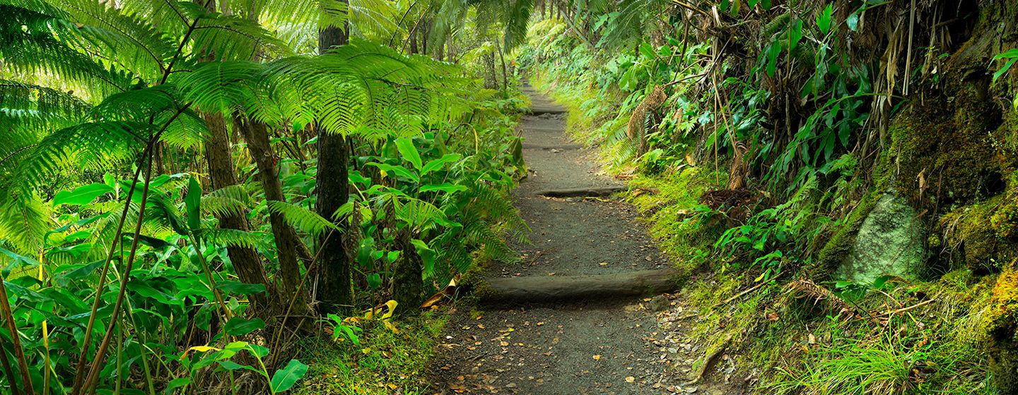 Hiking trail surrounded by tropical lush green plants in Hawai'i.