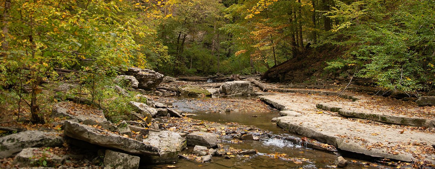 A brook in a forest in the state of Indiana.
