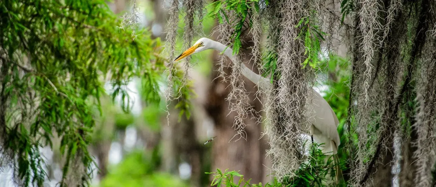 Great egret peeking through moss-covered branches in a lush Louisiana swamp.