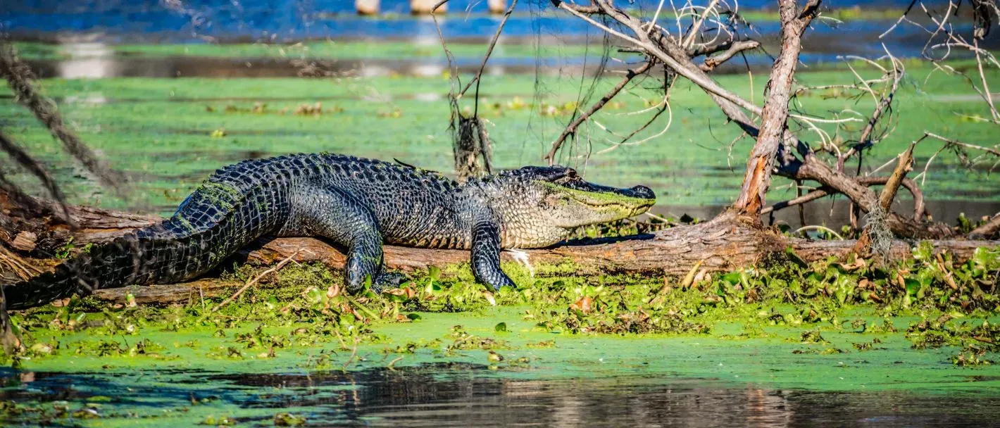 Louisiana alligator resting on a log surrounded by green vegetation in a swamp