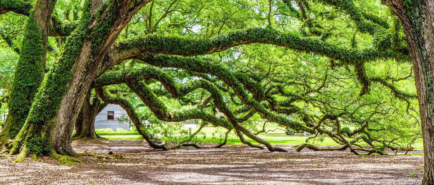 Sprawling oak trees with thick, moss-covered branches stretching across the ground