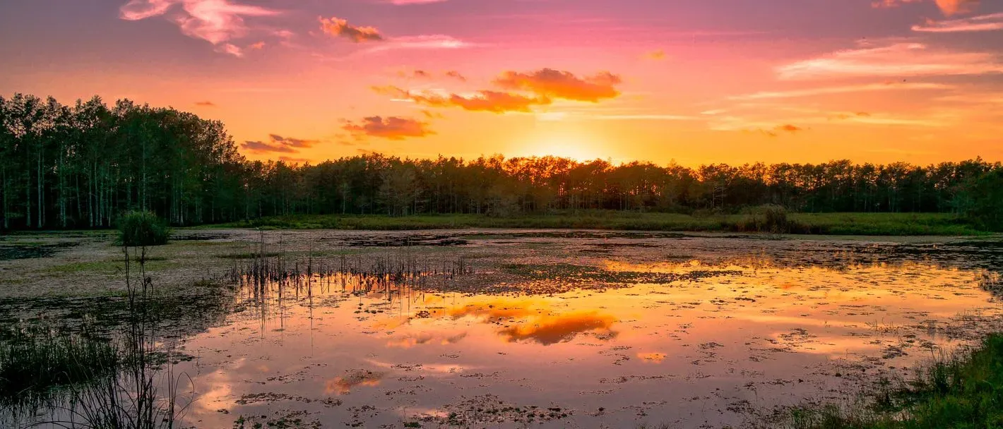 Sunset over a tranquil swamp in Louisiana with trees silhouetted against an orange and pink sky