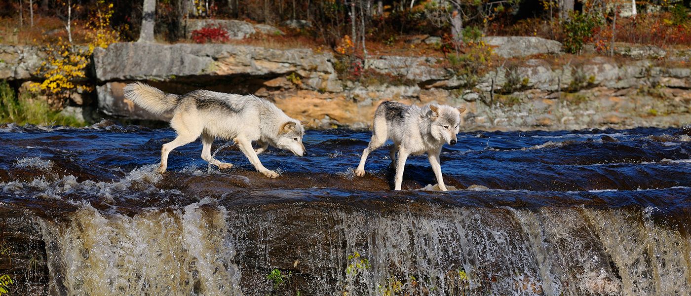 Wolves looking over the edge of a waterfall on the Kettle River Banning State Park Minnesota.