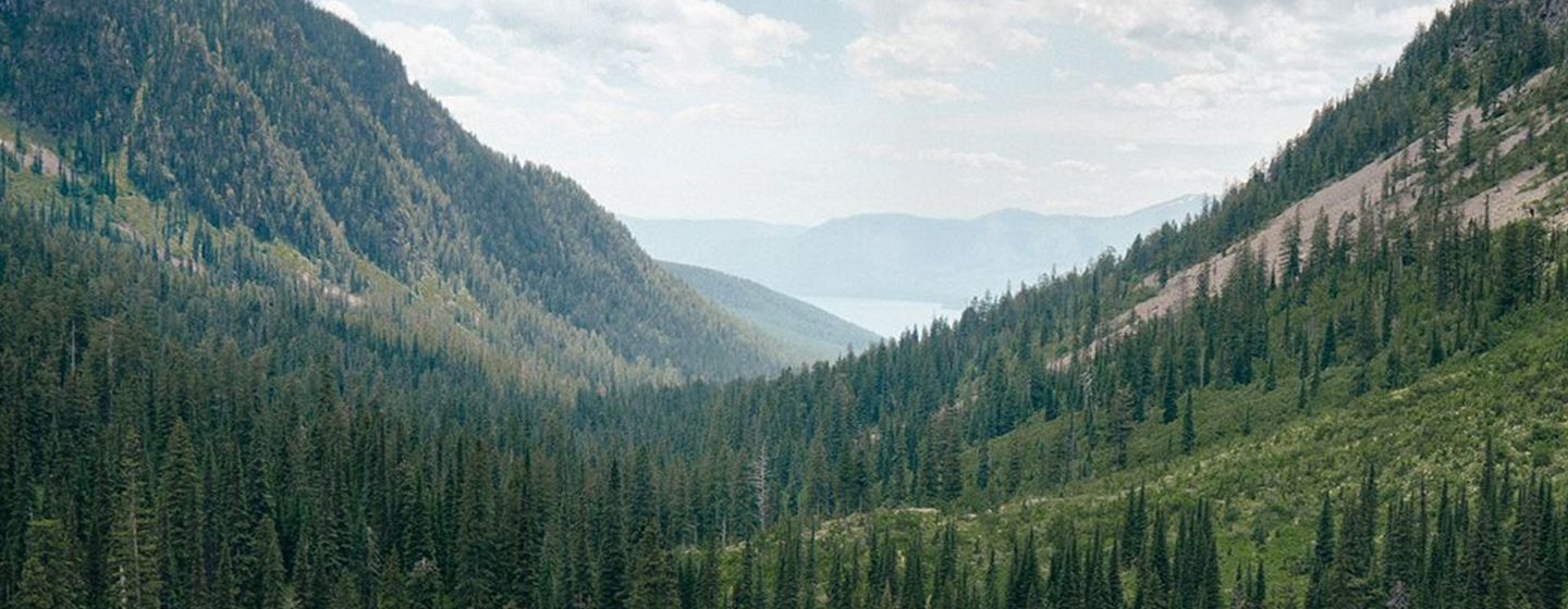 Green mountains with thousands of trees at the base of them in the state of Montana.