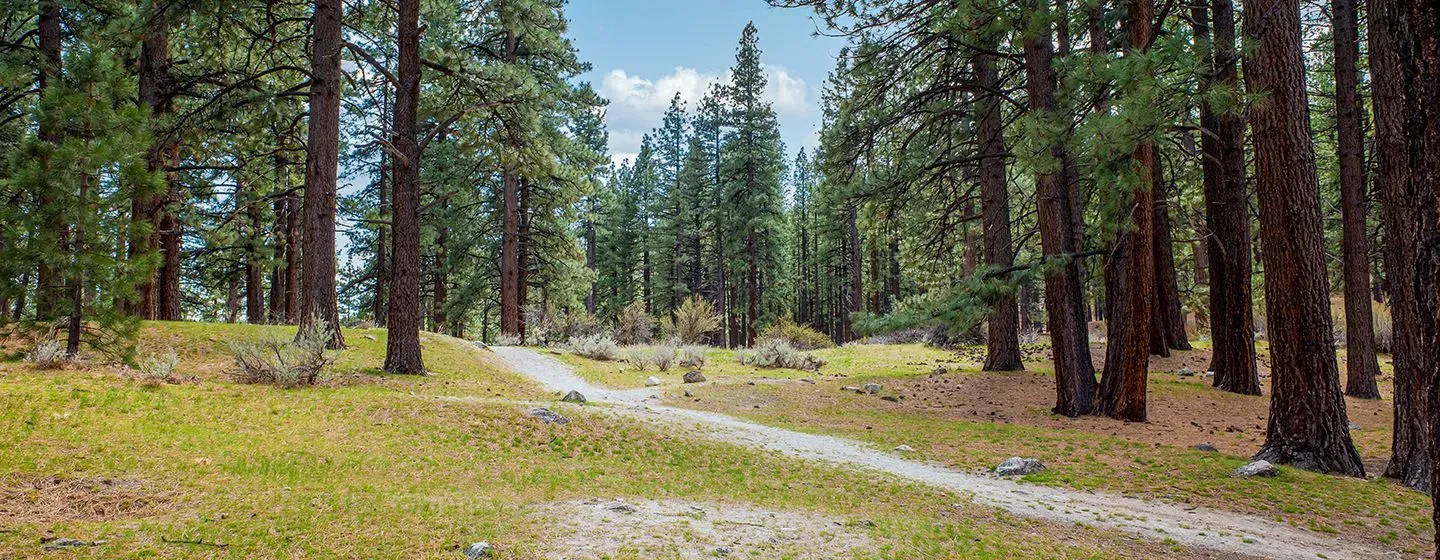 A forest with tall pine trees in the daytime in the state of Nevada.