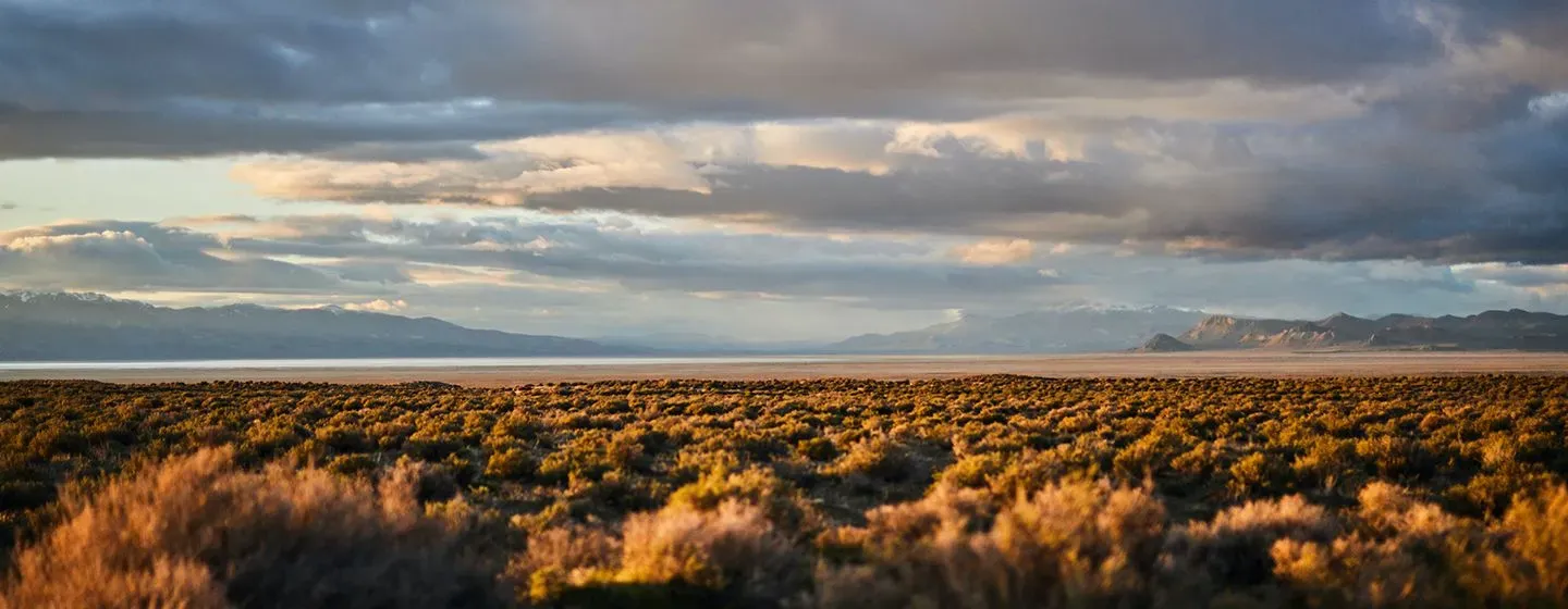 Natural yellow dry grass fields at sunset in the state of Nevada.