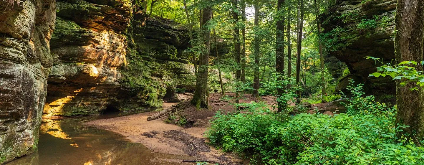 A forest and walking trail in Ohio.