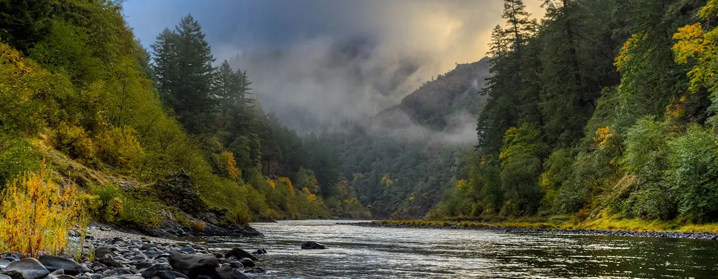 A brook and a forest in Oregon.