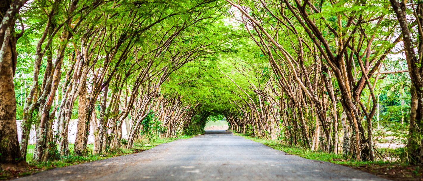 State of South Carolina, famous tunnel of trees, Stumphouse Tunnel. 