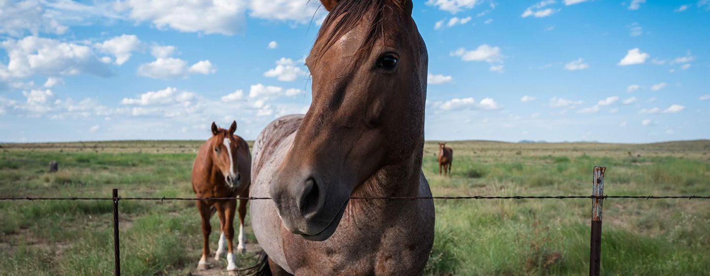 Three horses, the one at the front is looking straight ahead with a background of a grassy meadow in Texas.